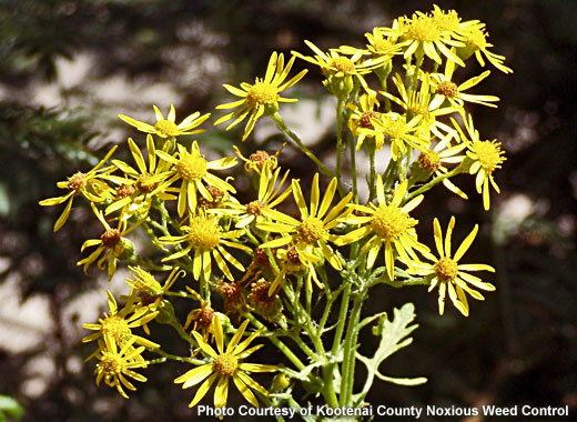 Common name: Tansy Ragwort, Scientific name: Senecio jacobaea