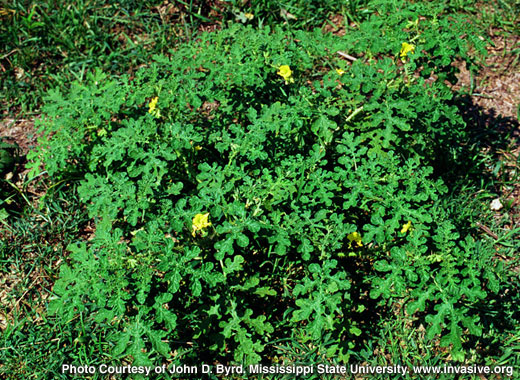 Common name: Buffalobur, Scientific name: Solanum rostratum
