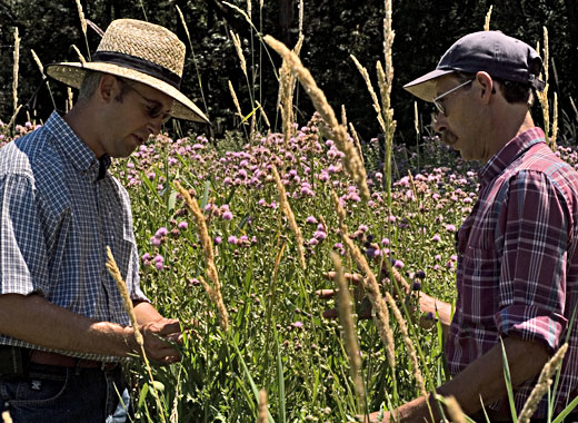 Common name: Canada Thistle, Scientific name: Cirsium arvense