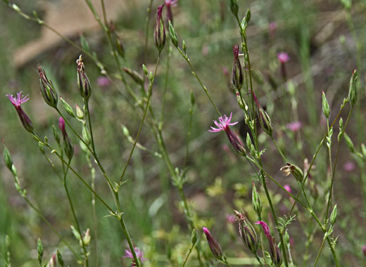 Common name: Common Crupina, Scientific name: Crupina vulgaris