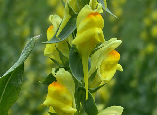 Common name: Dalmatian Toadflax, Scientific name: Linaria dalmatica ssp. dalmatica