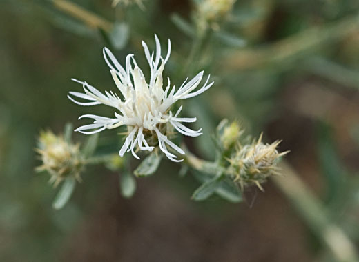 Common name: Diffuse Knapweed, Scientific name: Centaurea diffusa