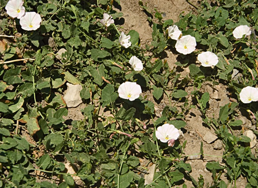 Common name: Field Bindweed/Morning Glory, Scientific name: Convolvulus arvensis