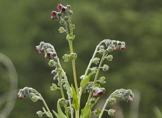Common name: Houndstongue, Scientific name: Cynoglossum officinale