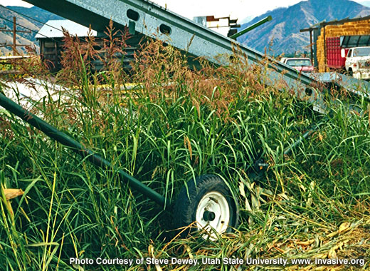 Common name: Johnsongrass, Scientific name: Sorghum halepense