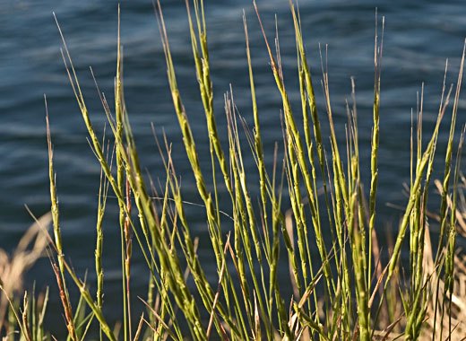 Common name: Jointed Goatgrass, Scientific name: Aegilpos cylindrica