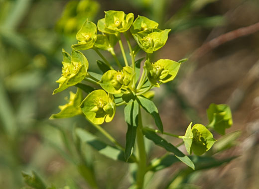 Common name: Leafy Spurge, Scientific name: Euphorbia esula