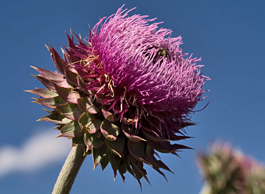 Common name: Musk Thistle, Scientific name: Carduus nutans