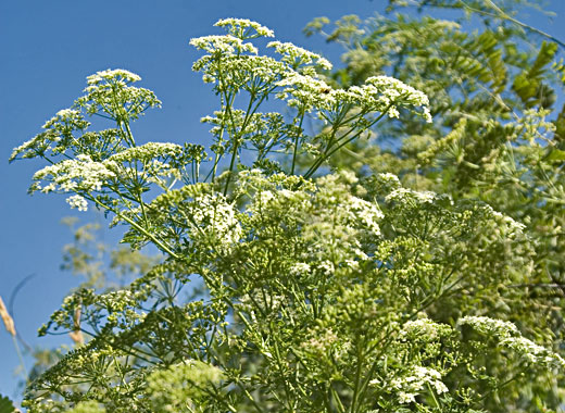 Common name: Poison Hemlock, Scientific name: Conium maculatum