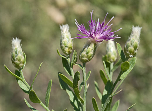 Common name: Russian Knapweed, Scientific name: Acroptilon repens