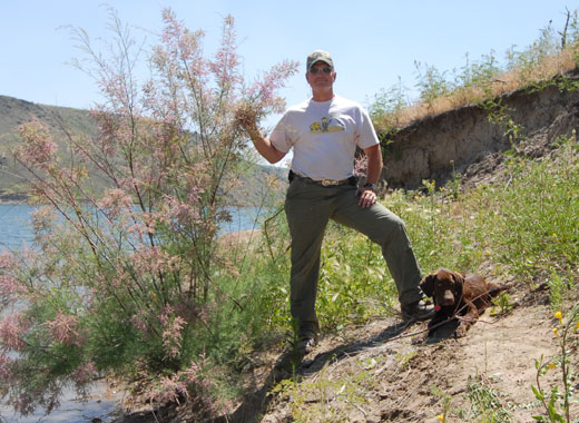 Common name: Saltcedar, Scientific name: Tamarix sp