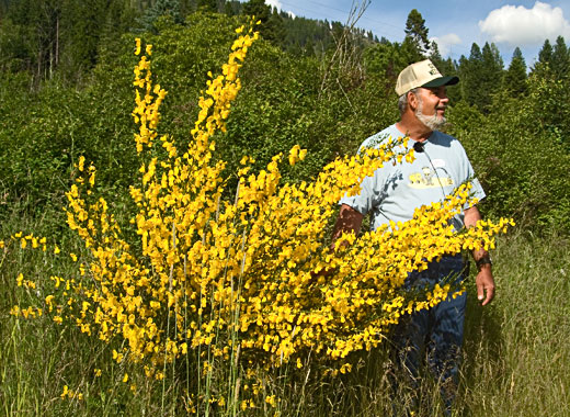 Common name: Scotch Broom, Scientific name: Cytisus scoparius