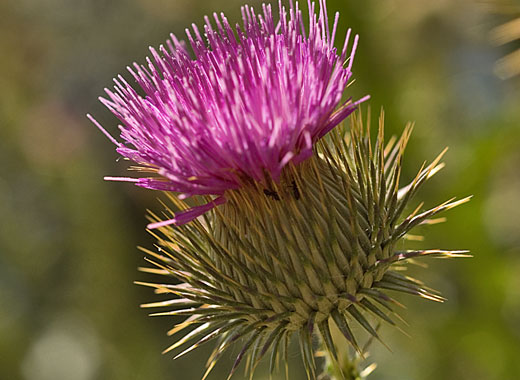 Common name: Scotch Thistle, Scientific name: Onopordum acanthium