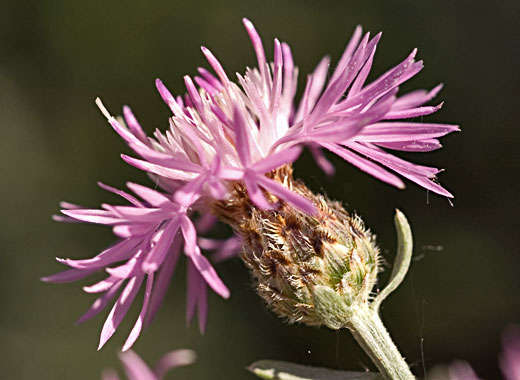 Common name: Spotted Knapweed, Scientific name: Centaurea stoebe