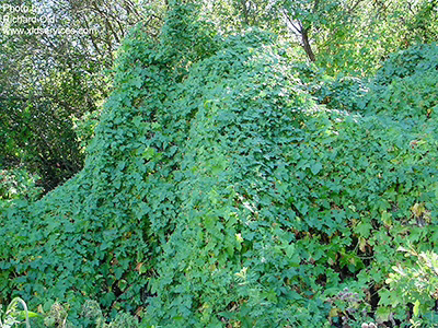 Common name: White Bryony, Scientific name: Bryonia alba