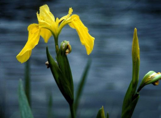 Common name: Yellow Flag Iris, Scientific name: Iris psudocorus
